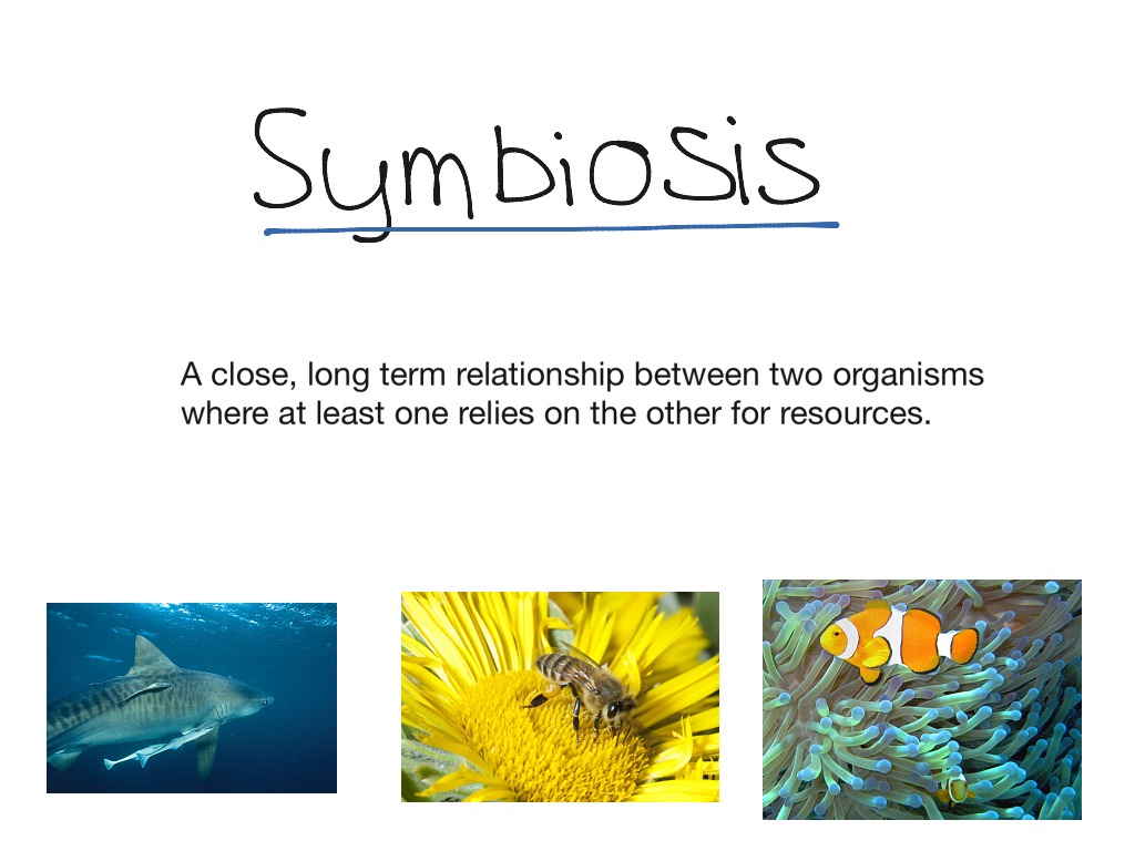 what is symbiosis mean in science