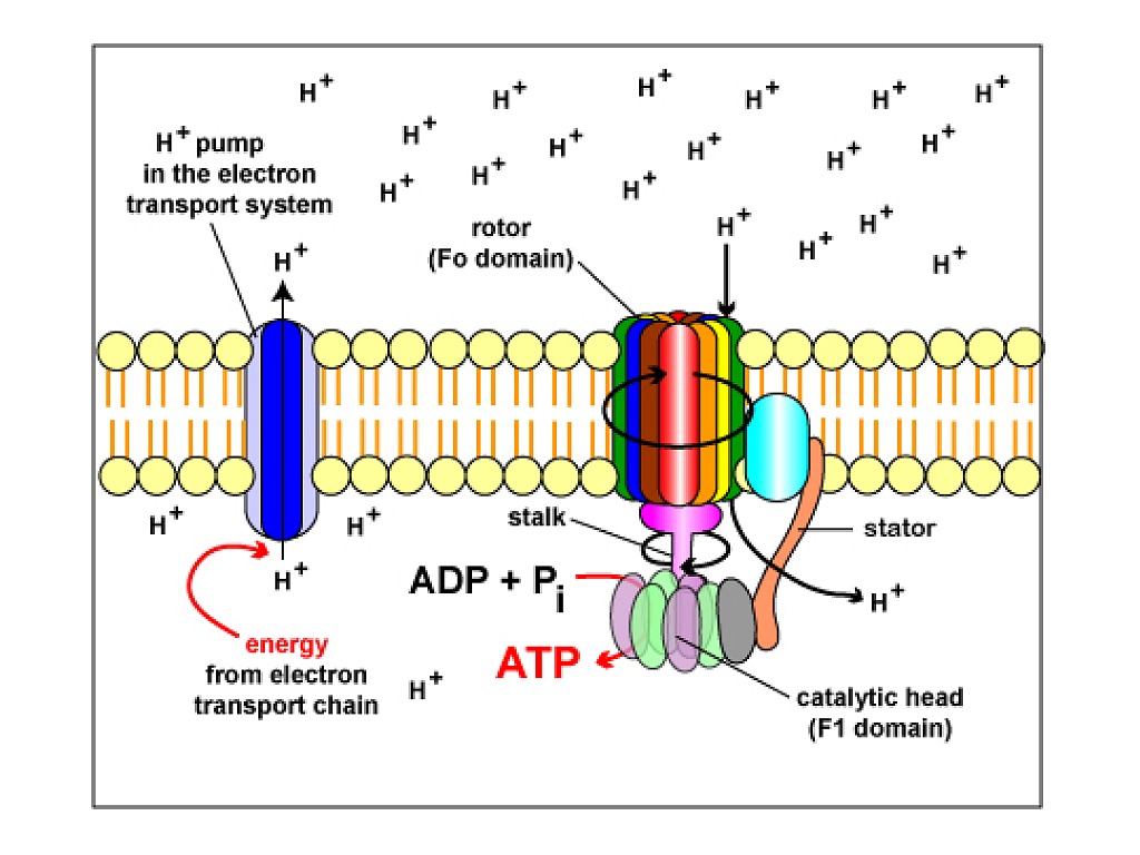 Электрон транспорт. ATP Synthesis. ATP synthase mechanism. ATP синтаза класс. Mechanism of ATP Synthesis in ATP synthase.