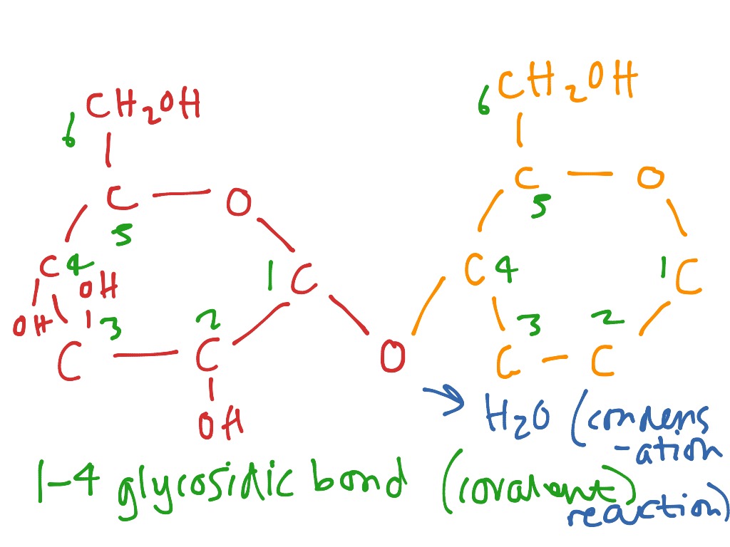 A 1-4 glycosidic bond (maltose) | Science | ShowMe