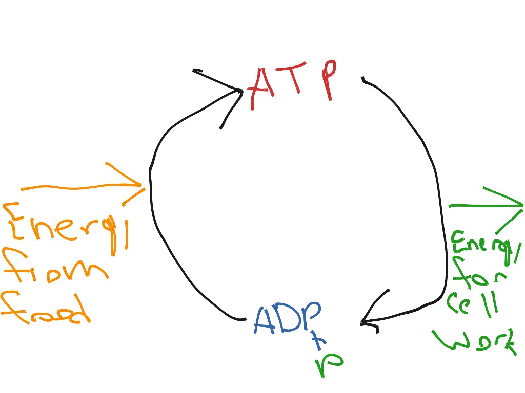 New Draw A Sketch Of The Atp Adp Cycle for Kindergarten