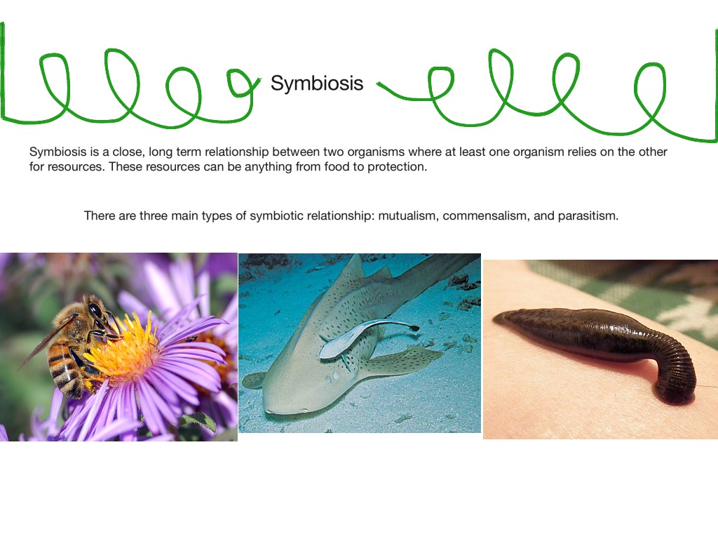 what is symbiosis explain with an example