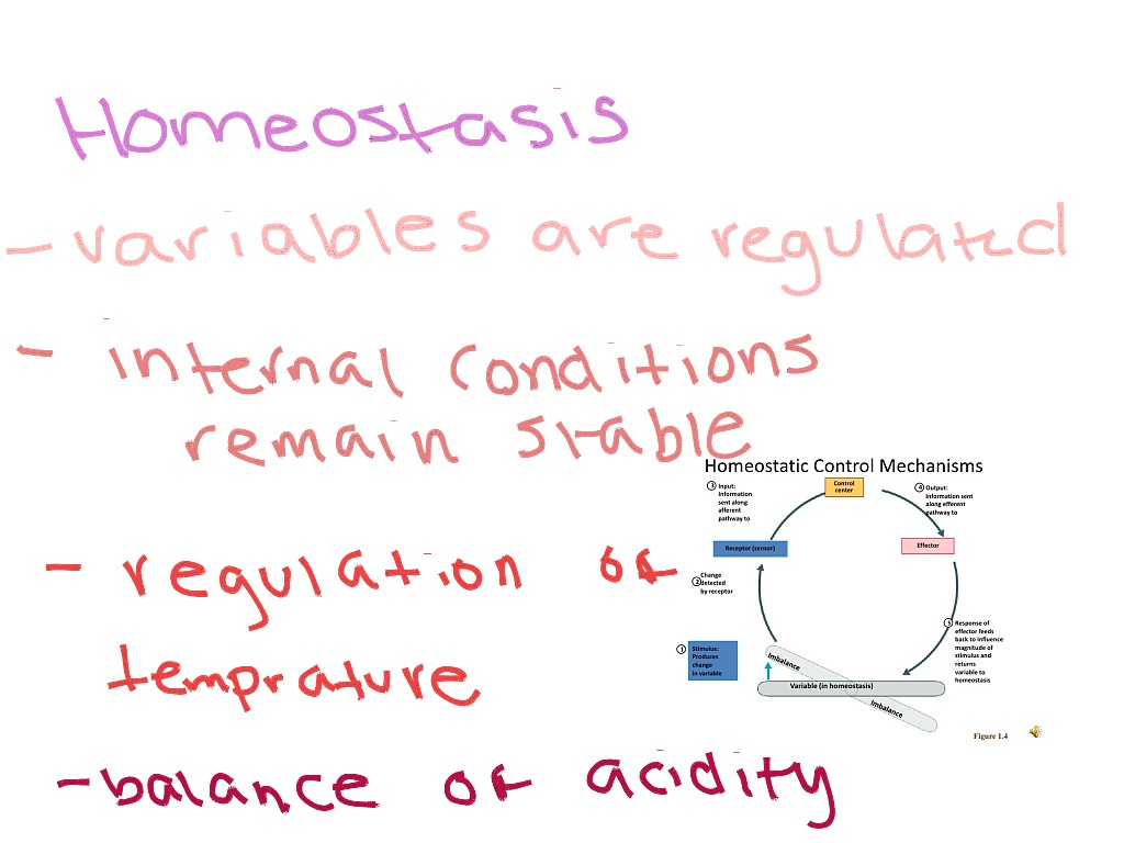 Homeostasis | Science, Biology, Homeostasis | ShowMe