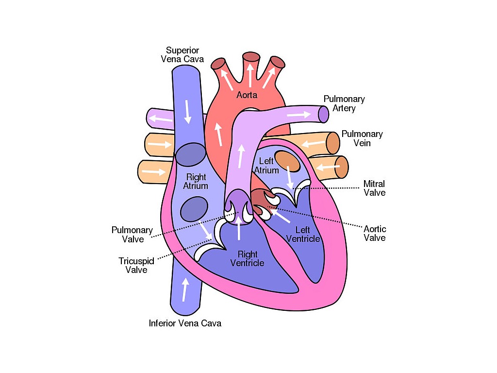 Какая структура сердца человека изображена на рисунке. Сердце схема камеры сосуды клапаны. Строение сердца клапаны сердца. Камеры сердца отверстия и клапаны сердца. Строение сердца человека камеры.