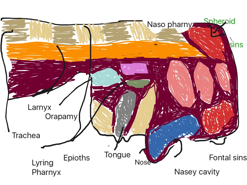 Diagram of upper respiratory system | Healthcare Information | ShowMe