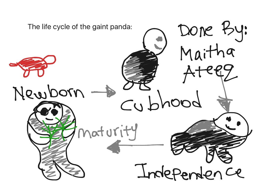 Life Cycle Of A Panda