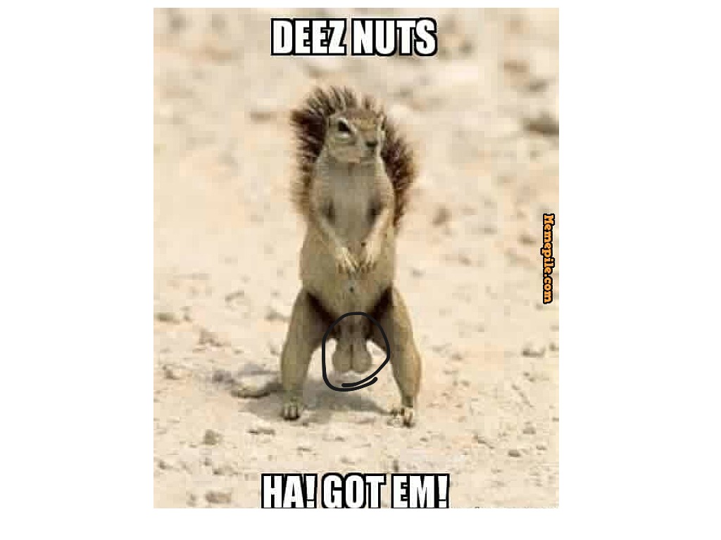 Hey Screamin', Try…Deez Nuts?!
