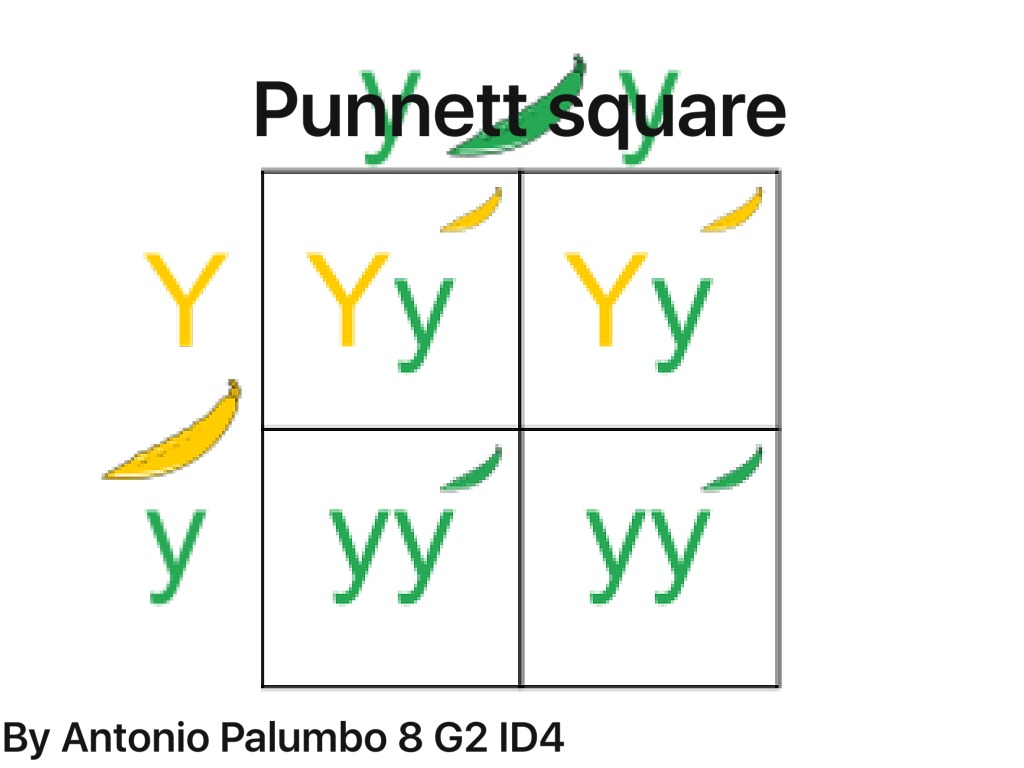 ShowMe - Reverse punnett square dihybrid