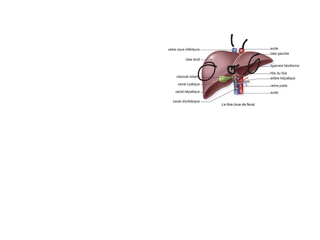 Liver | Science, Health, Human-body | ShowMe