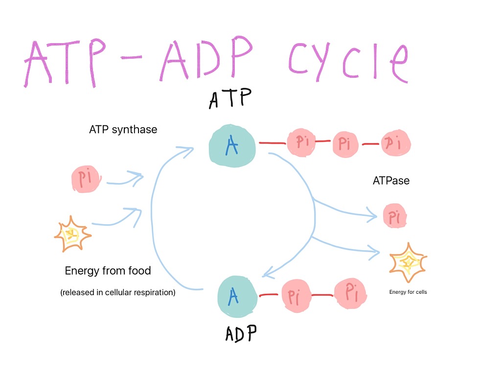 atp-and-adp-cycles-science-showme