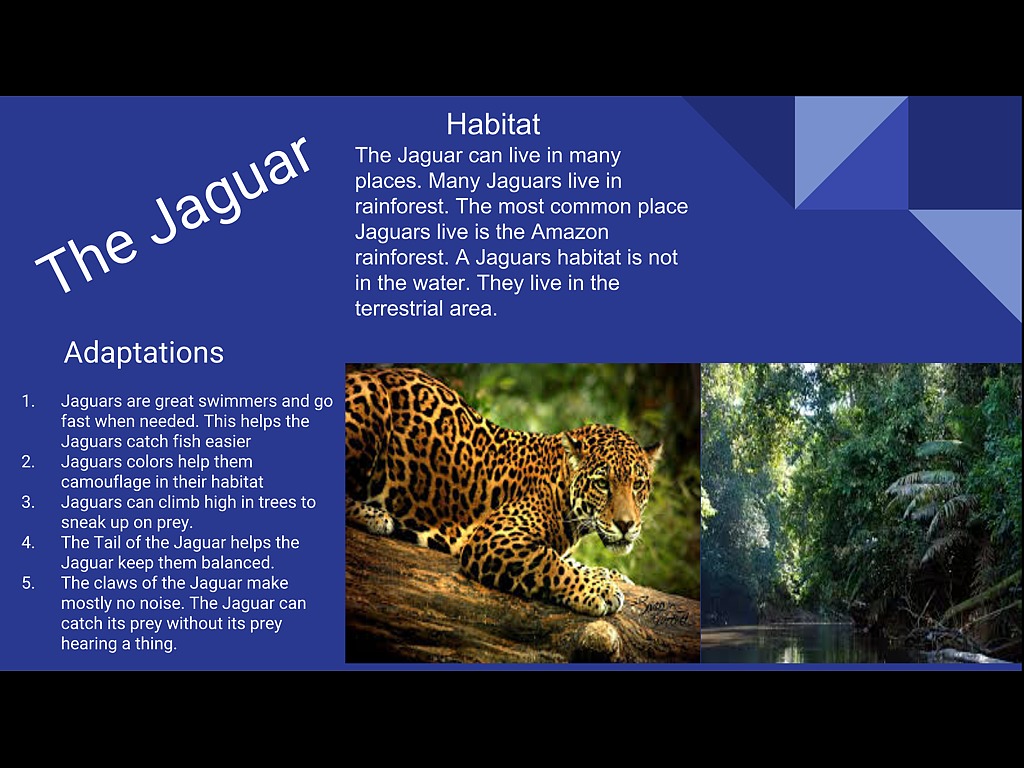Jaguars Adaptations Science Environment Animals Showme