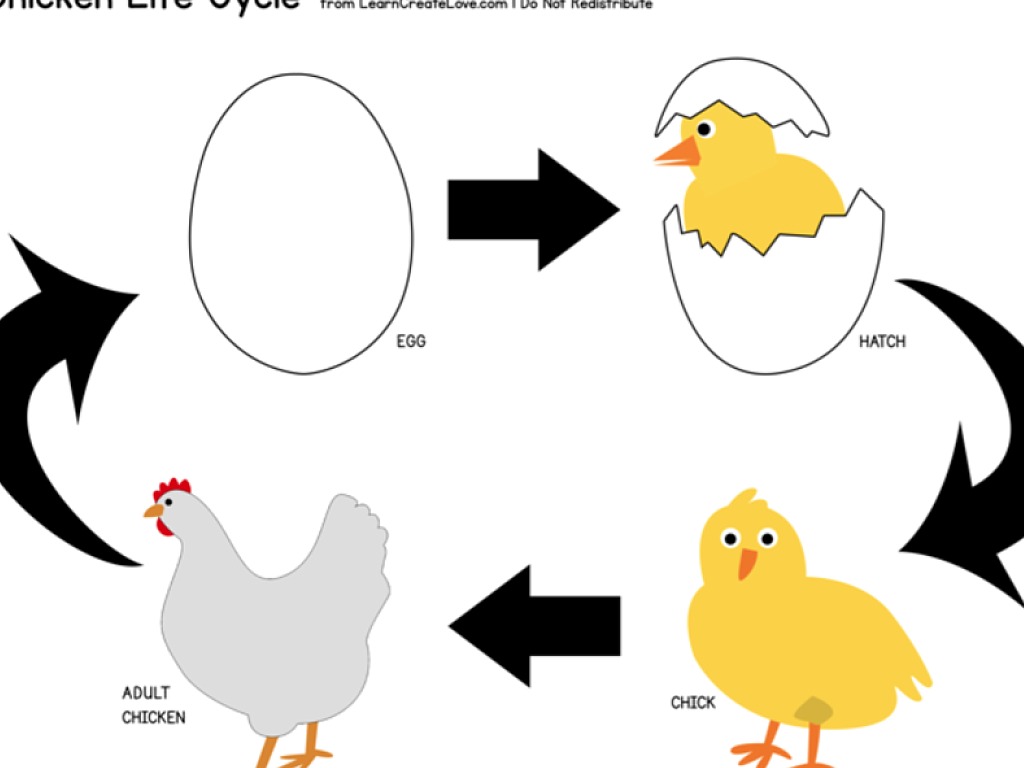 Что первое курица или яйцо ответ. Life Cycle of a Chicken. Курица или яйцо. Кто первый появился курица или яйцо. Жизненный цикл курицы для детей.