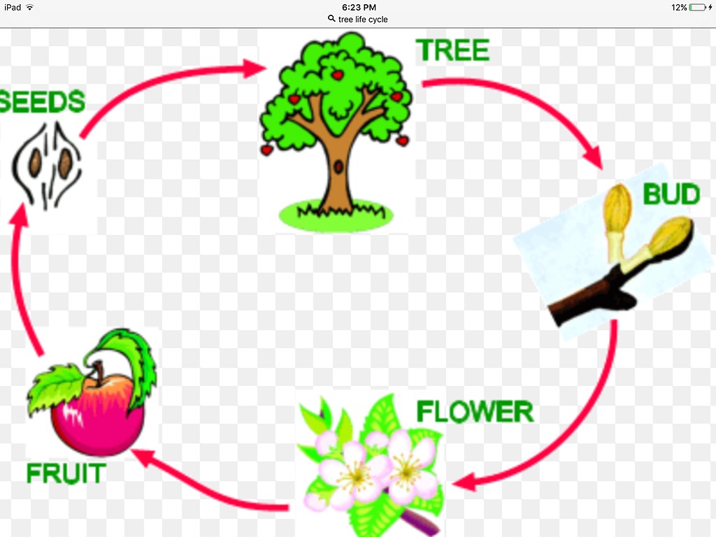 Развитие яблони. Цикл жизни растений. Цикл развития яблони для детей. Жизненный цикл растений для дошкольников. Цикл жизни растений для детей.