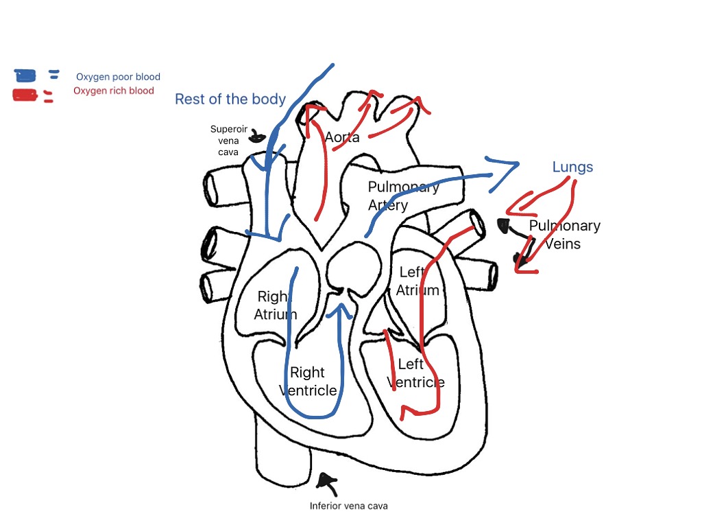 Path Of Blood Through The Heart Diagram