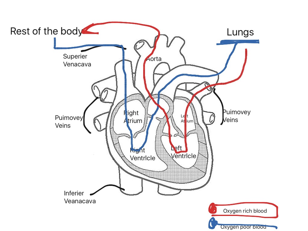 Oxygen poor blood to oxygen rich blood | Science, Health, Human-body ...