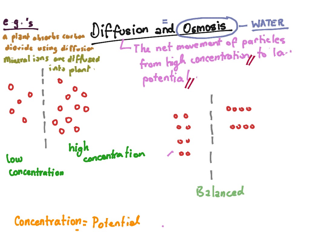 Osmosis vs. Diffusion | Science | ShowMe