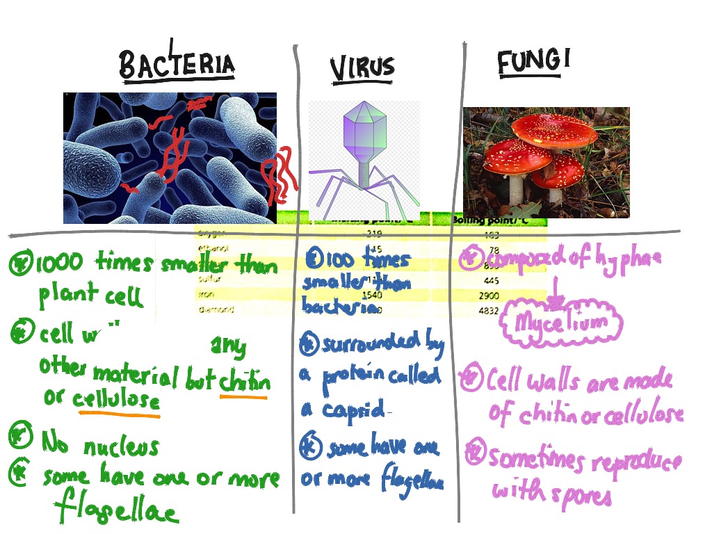 Bacteria, viruses and fungi | Science, Biology | ShowMe