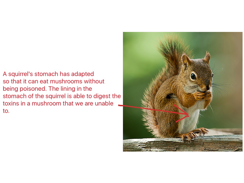 The Adaptations of a Squirrel Science ShowMe