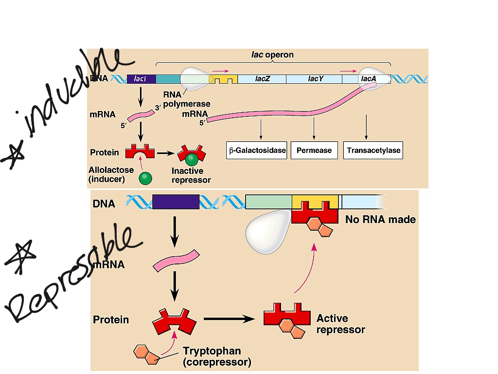 operon hypothesis wikipedia