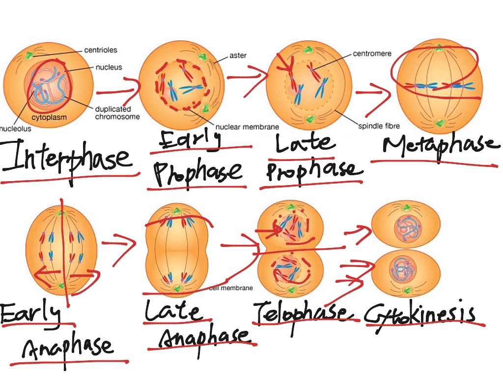 Mitosis cell cycle Science, Biology ShowMe