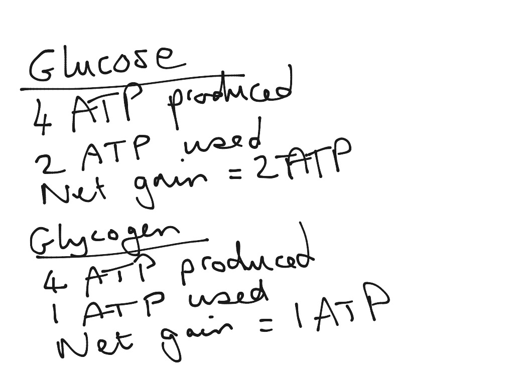 Anaerobic Glycolysis | Science | ShowMe