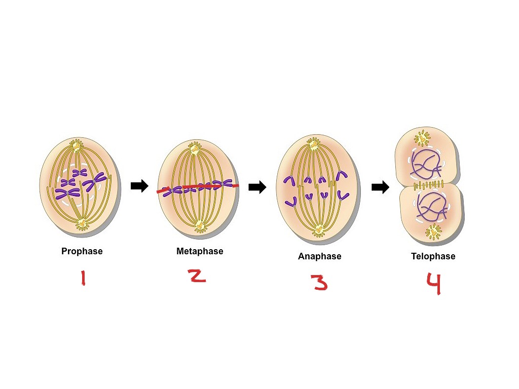 5 стадий деления клетки