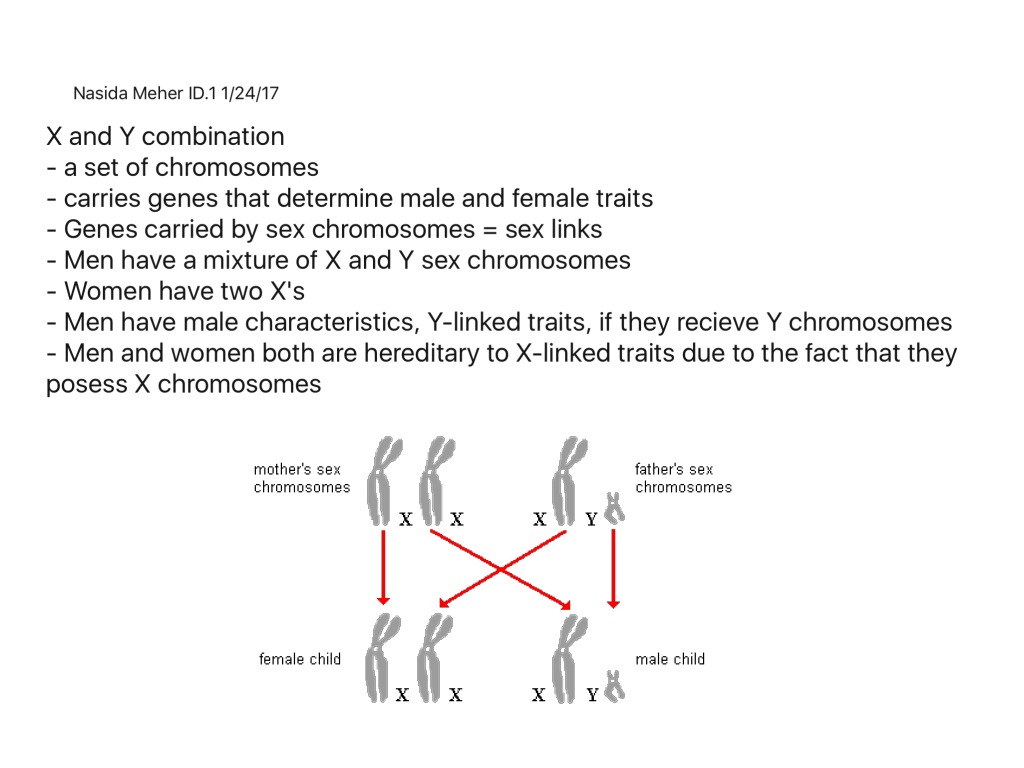 Nasida Meher Sex Linked Traits Unit 4 Science Biology Genetics Showme 9418