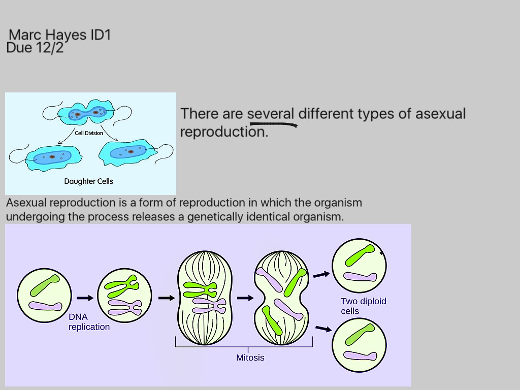 Biology View Asexual Reproduction Definition Biology Pics 