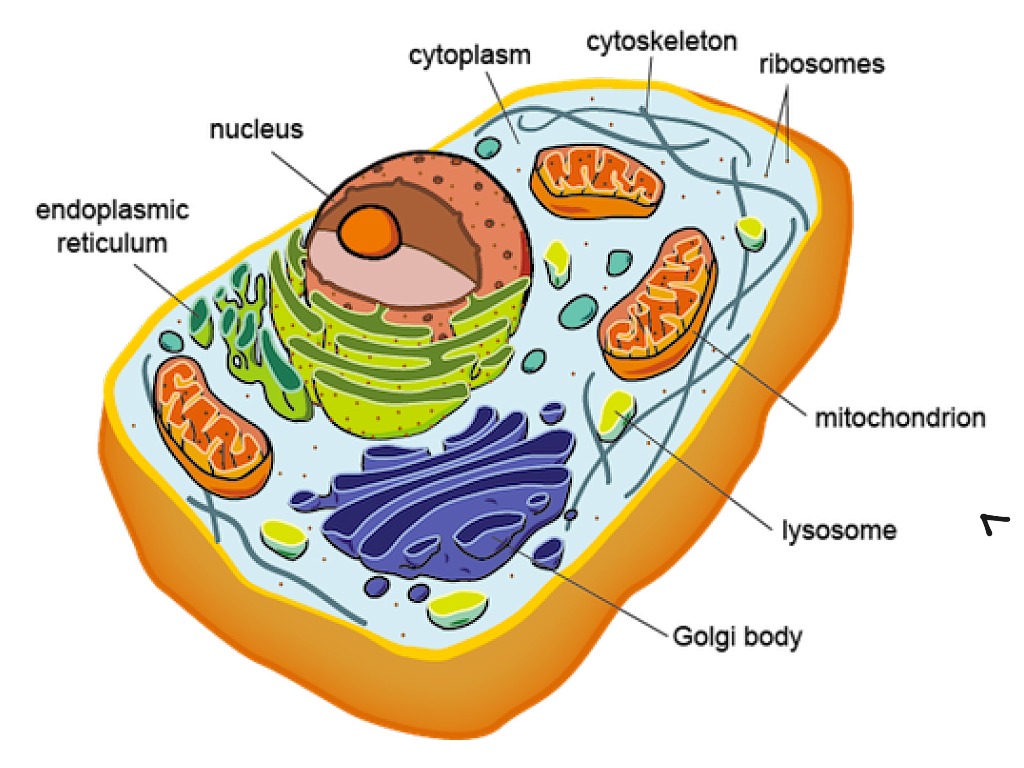 Эукариотических организмов имеется. Клетка эукариот. Эукариот клетка животные\. Строение клетки эукариот. Эукариотная клетка рисунок.