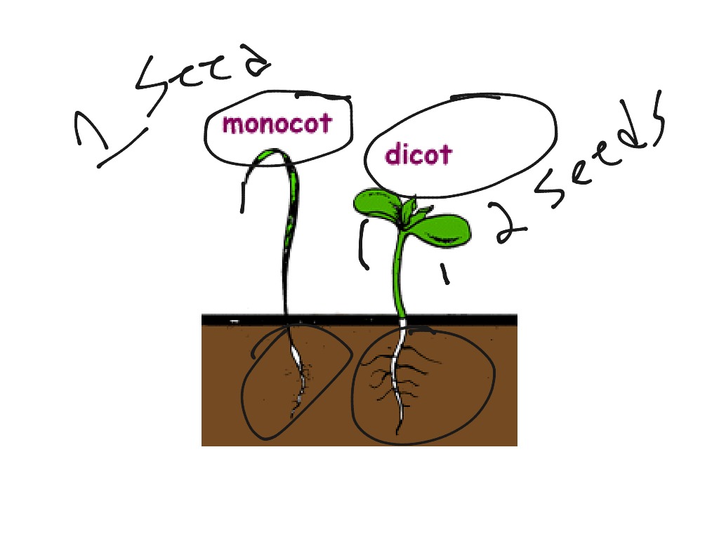 Male and Female plant parts | Science | ShowMe