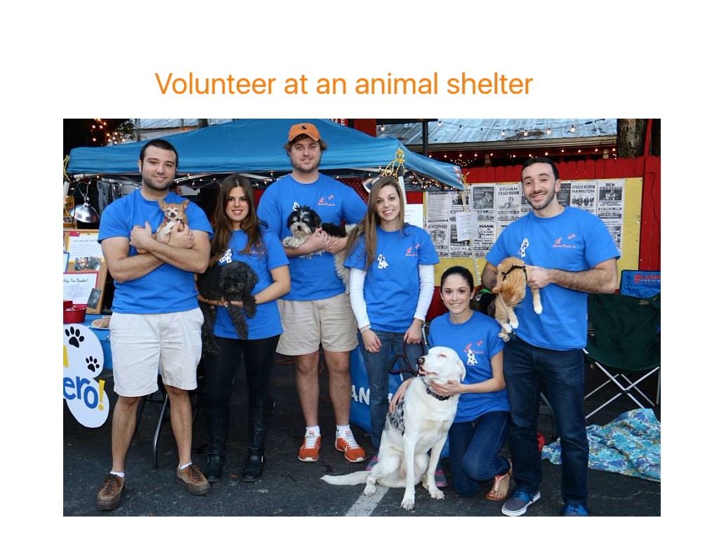 Volunteers help animals. Анимал шелтер. Animal Shelter Volunteer. Фандрайзер животных. Дог шелтер Солнцево.