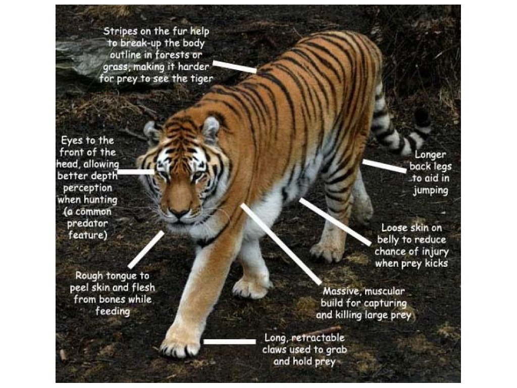 Tiger Adaptations Pesentation Showme