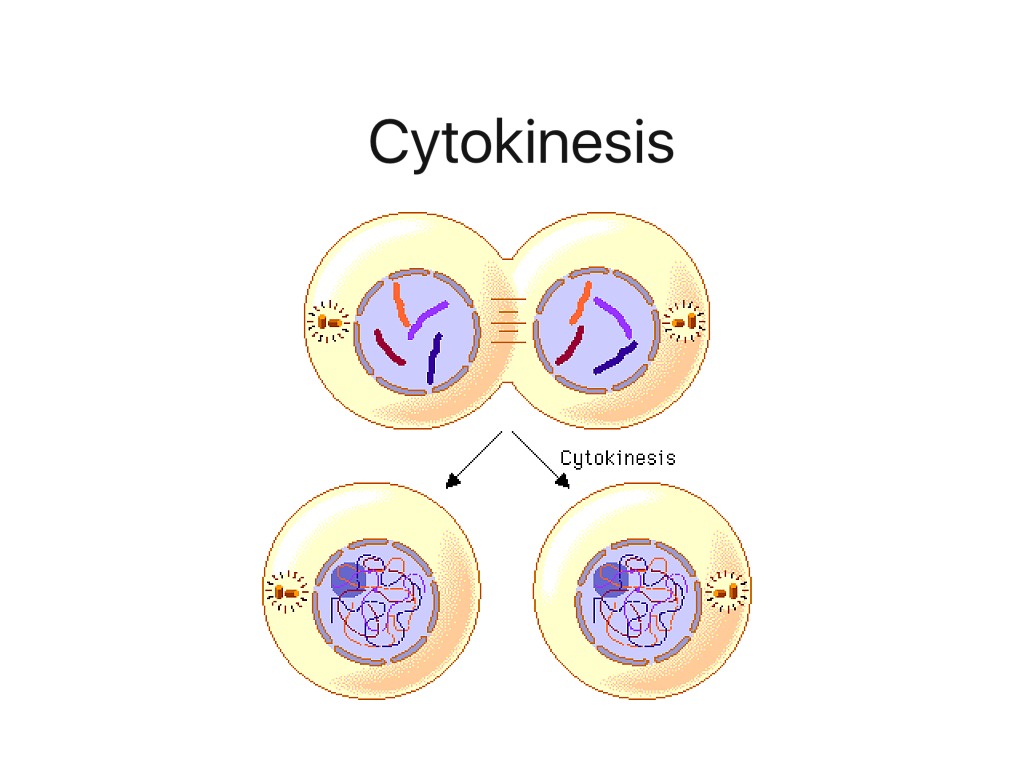 Цитокинез это в биологии
