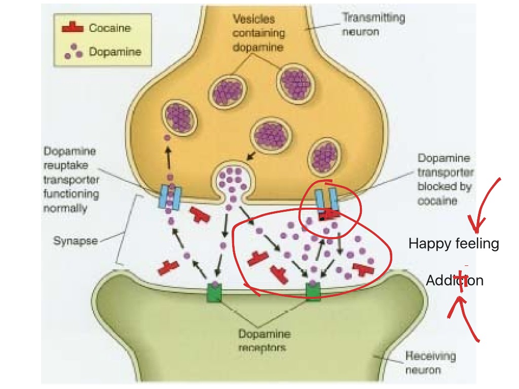 Дофаминовые рецепторы. Дофамин Рецептор синапс. Допамин рецепторы. Механизм действие кокаина на синапс. Механизм действия допамина.