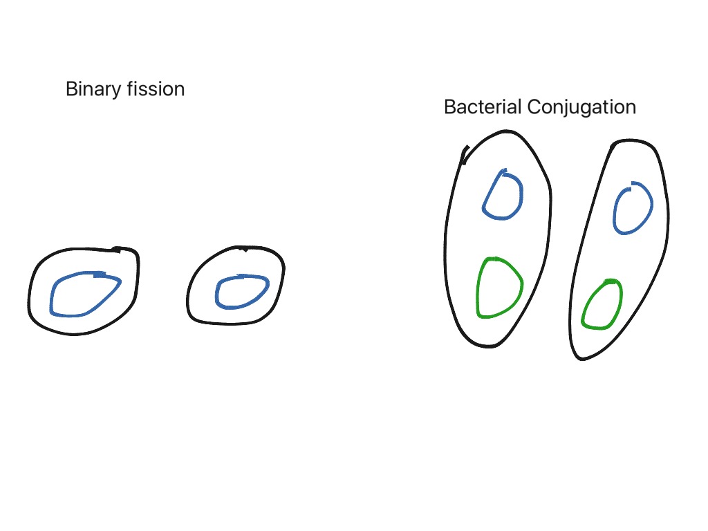 binary fission definition in biology