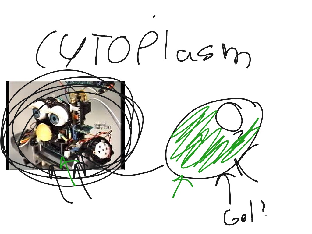 Cytoplasm | Science | ShowMe