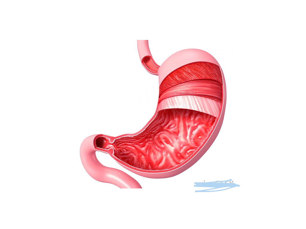 3 слоя гладких мышц. Stomach PNG. Folded gastric mucosa.