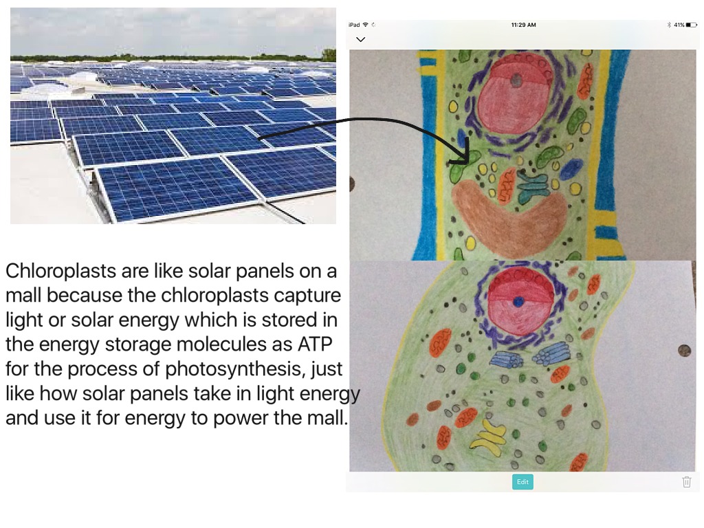 Chloroplast Analogy | Science, Biology, Earth-science | ShowMe