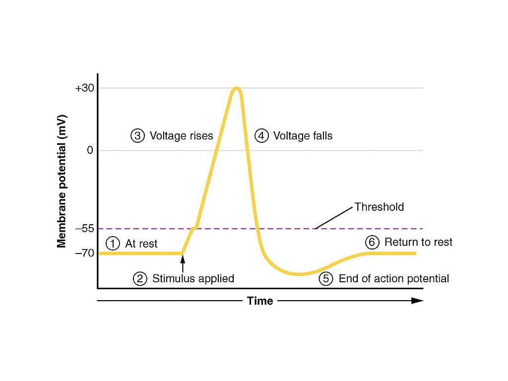 Depolarization copy | Science | ShowMe