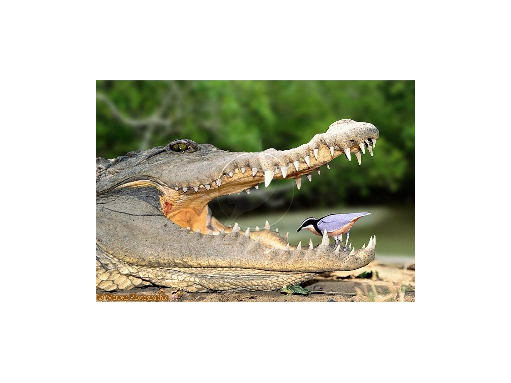 most-viewed-thumbnail