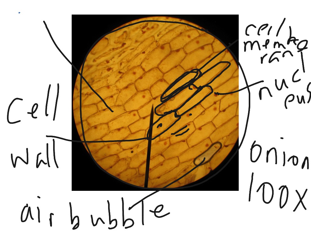 drawing an onion cell draft 1 Science ShowMe