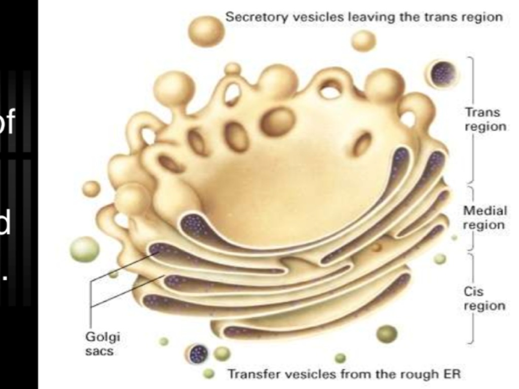 Аппарат гольджи рисунок схематично
