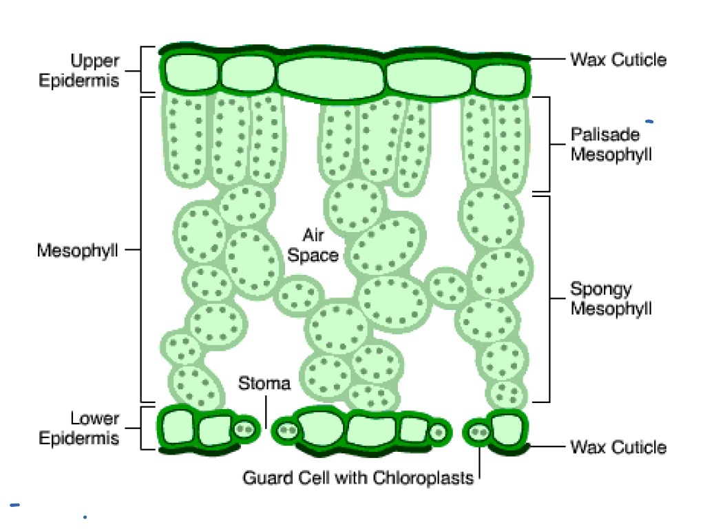  How Does Carbon Dioxide Enter The Leaf Designers carpet showroom