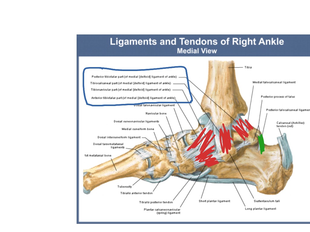 Ankle Ligaments Medial Aspect Showme