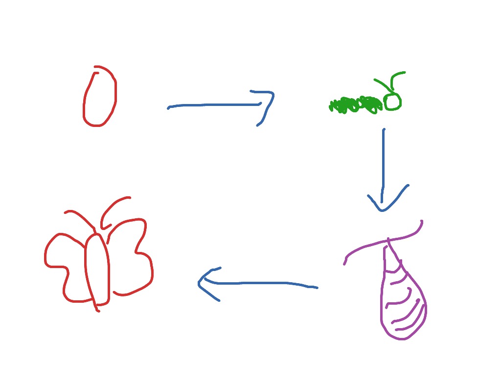 Life Cycle Of A Butterfly Easy Drawing