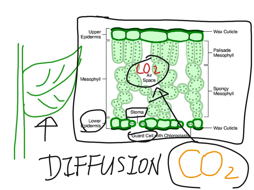 How Carbon Dioxide Enters The Leaf Science ShowMe