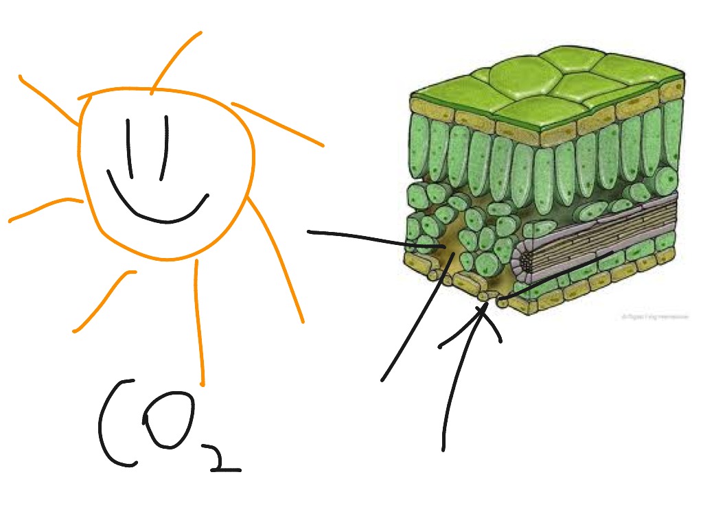 How does carbon dioxide enter the cell Science ShowMe