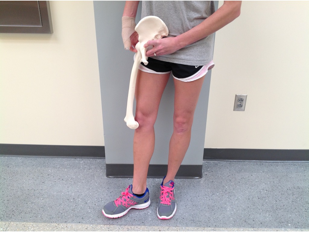 Nothin' But Netter Hip Arthrokinematics | Science | ShowMe