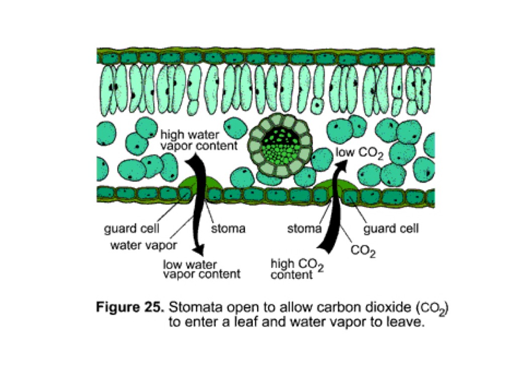 Carbon Dioxide Entering The Leaf Science ShowMe