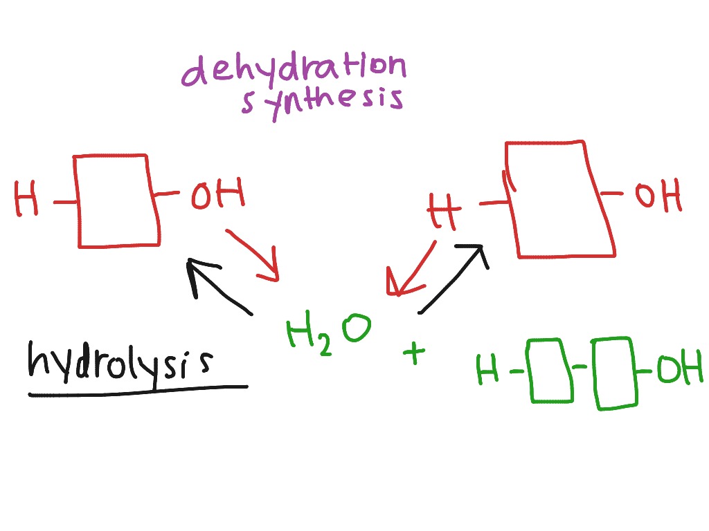 Biology Chapter 5 Dehydration Synthesis Science ShowMe