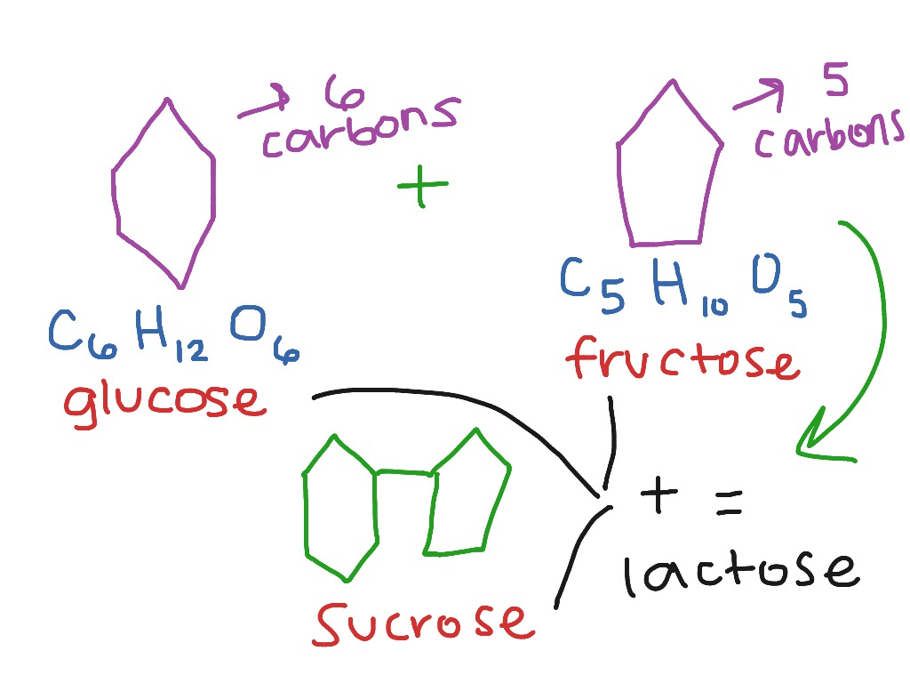 Biology: chapter 5 carb types | Science | ShowMe